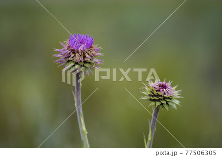 Wild flower in Patagonia, Argentina Wild flower in Patagonia, Argentina 77506305