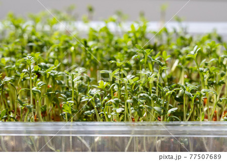 Micro green close up. Germination of cress seeds. Sprouted watercress salad microgreens. Home garden. Vegan food. 77507689