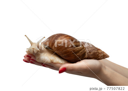 Achatina snail close up. Giant African snail Achatina in hand isolated on white background. Tropical snail Achatina fulica with shell. Macro, side view. Achatina snail close up. Giant African snail Achatina in hand isolated on white background. Tropical snail Achatina fulica with shell. Macro, side view. 77507822