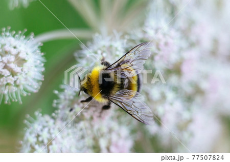 A furry striped bumblebee sits on a poisonous white flower of a water Hemlock on a green background. Textured wings. Close up, top view, macro. Poisonous plant. A furry striped bumblebee sits on a poisonous white flower of a water Hemlock on a green background. Textured wings. Close up, top view, macro. Poisonous plant. 77507824