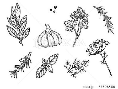 Spices sketches set. Hand drawn dill, parsley, garlic, basil. Cooking ingredients concept. Spices sketches set. Hand drawn dill, parsley, garlic, basil. Cooking ingredients concept. 77508560