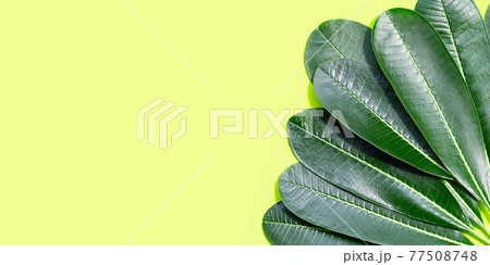 Plumeria leaves on green background. 77508748