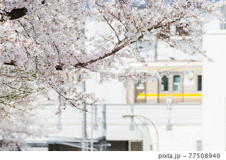 【藤が丘】地下鉄と桜の街並み 【藤が丘】地下鉄と桜の街並み 77508940