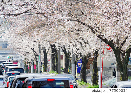 【藤が丘】桜並木の街並み 【藤が丘】桜並木の街並み 77509034