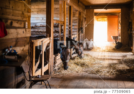 A typical day in a wooden stable on a farm, horses eating hay in their stalls 77509065