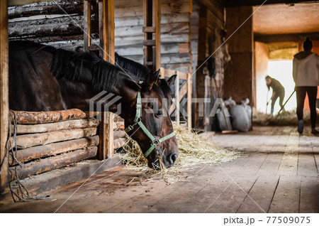 The horses have poked their heads out of their boxes and are looking at the groom who has brought them hay The horses have poked their heads out of their boxes and are looking at the groom who has brought them hay 77509075