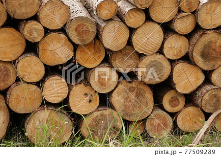 積まれた丸太 77509289