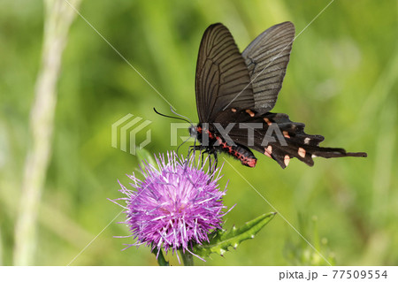 ノアザミの花に吸蜜するジャコウアゲハ 77509554
