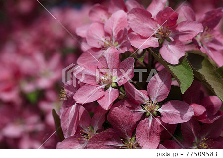 満開のクラブアップル アメリカンビューティー の花の写真素材