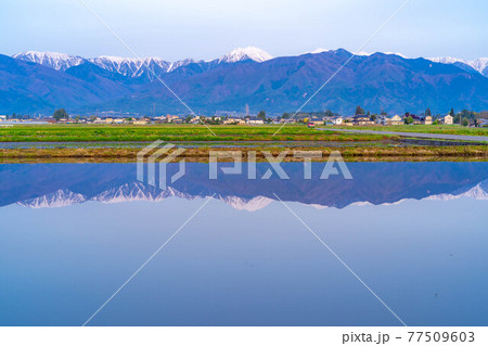 初夏の安曇野市の水田と水鏡 【長野県】 初夏の安曇野市の水田と水鏡 【長野県】 77509603