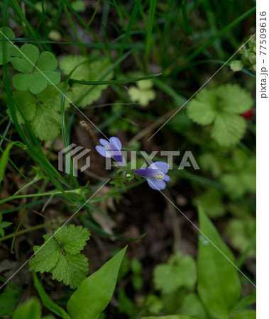花 77509616