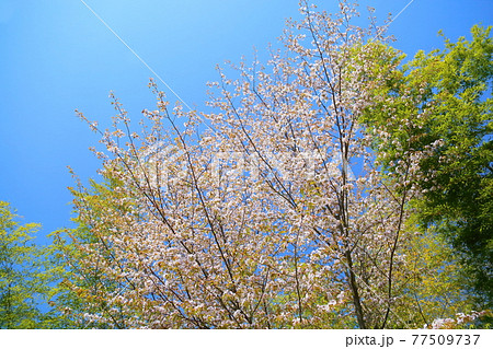 桜の花 葉桜 桜の花 葉桜 77509737