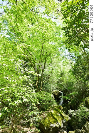 新緑の滝 新緑の滝 77509934