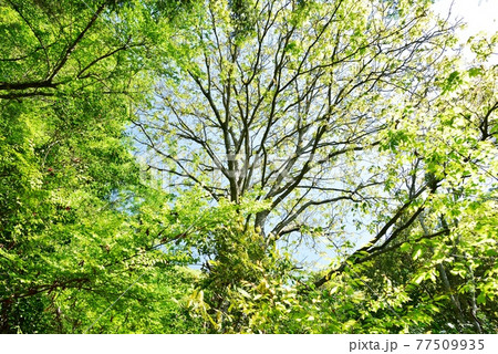 トチノキ 77509935