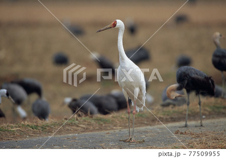 ソデグロヅル（鹿児島県・出水市） 77509955