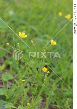 春の草花　キンポウゲ 77510411