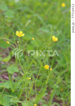 春の草花　キンポウゲ 77510412
