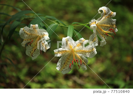 ヤマユリ ヤマユリ 77510840