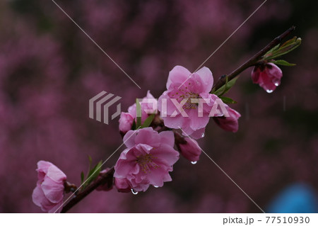 雨の日の花桃のアップ 77510930