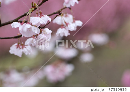 雨の日の桜の花 雨の日の桜の花 77510936