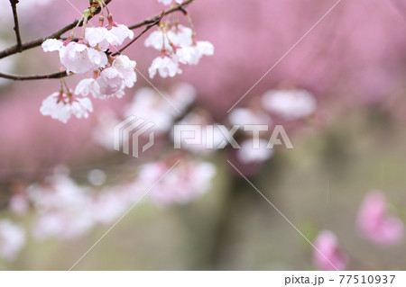 雨の日の桜 雨の日の桜 77510937