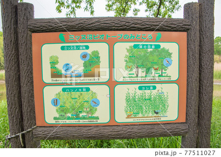 春の訪れ 緑の風景 三ッ又沼ビオトープ 春の訪れ 緑の風景 三ッ又沼ビオトープ 77511027
