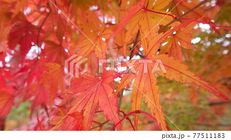 【秋色】赤く色づいた紅葉 77511183