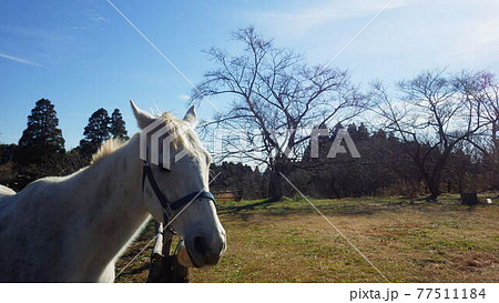 冬の牧場と白い馬 77511184