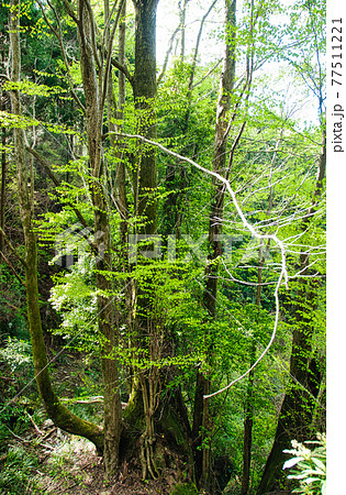 桂の巨樹 【和歌山県紀の川市】 桂の巨樹 【和歌山県紀の川市】 77511221