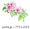 ツツジ　イラスト 77511353
