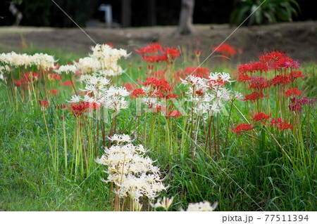 田んぼの脇に咲く紅白の彼岸花 田んぼの脇に咲く紅白の彼岸花 77511394
