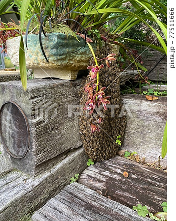 花に集まる数えきれないほどのミツバチ 花に集まる数えきれないほどのミツバチ 77511666