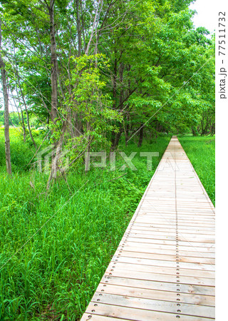 春の訪れ　緑の風景　　三ッ又沼ビオトープ　 77511732