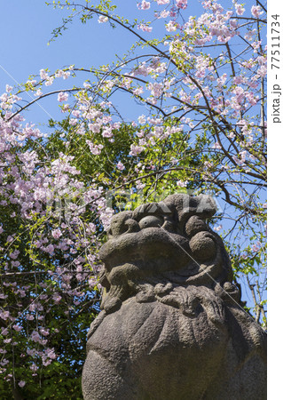 【東京都隅田区】牛嶋神社の狛犬と桜 77511734