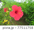 ハイビスカスby八重山 77511758