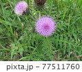 あざみby八重山 77511760