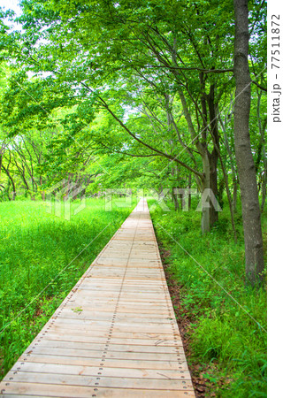 春の訪れ　緑の風景　　三ッ又沼ビオトープ　 77511872