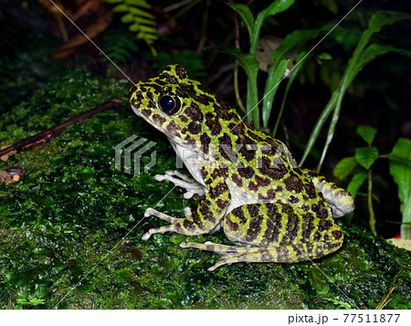オキナワイシカワガエル（側面・横長） 77511877