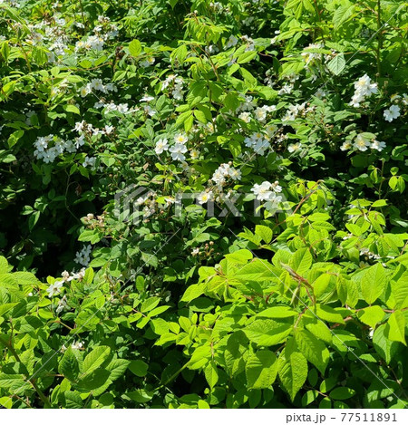 野イチゴの花 77511891