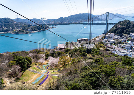 山口県下関市　火の山公園からのトルコチューリップ園と関門海峡の眺め 77511919