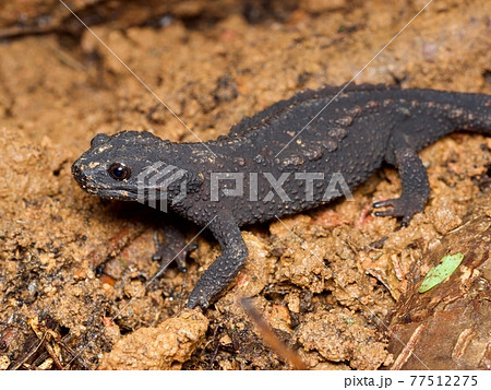 イボイモリ（ななめ上から、アップ） 77512275