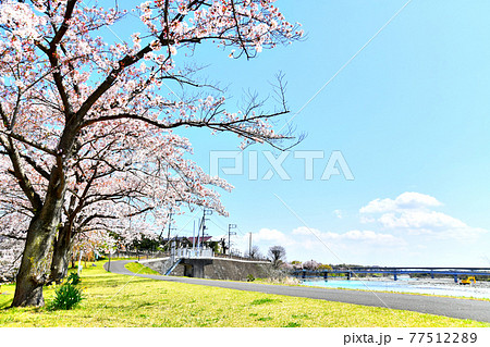 桜づつみ公園付近より羽村堰堤方面を望む(東京都羽村市)【2020.4】 桜づつみ公園付近より羽村堰堤方面を望む(東京都羽村市)【2020.4】 77512289