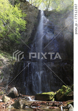 平川不動の滝 77512307