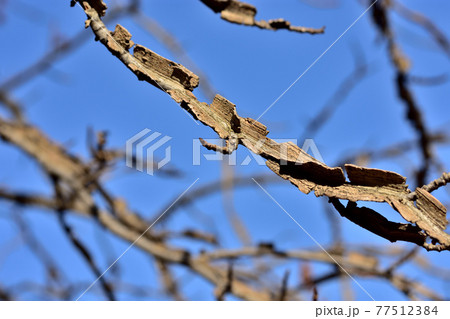 モミジバフーのコルク質状の枝 77512384