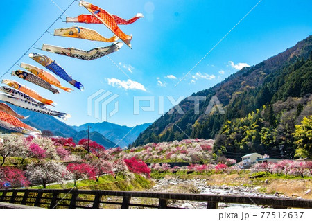 満開の花桃と鯉のぼり 77512637