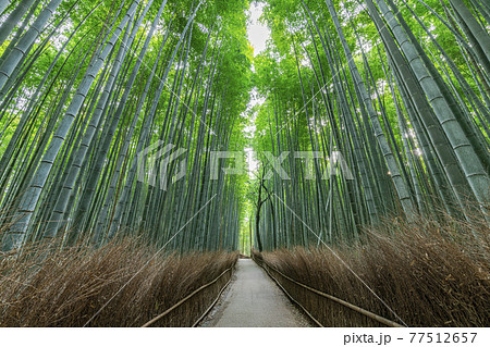 京都府京都市　新緑の嵯峨野　竹林の道 77512657