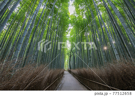 京都府京都市　新緑の嵯峨野　竹林の道 77512658