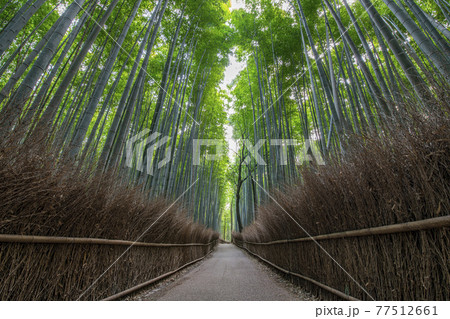 京都府京都市 新緑の嵯峨野 竹林の道の写真素材 [77512661] - PIXTA