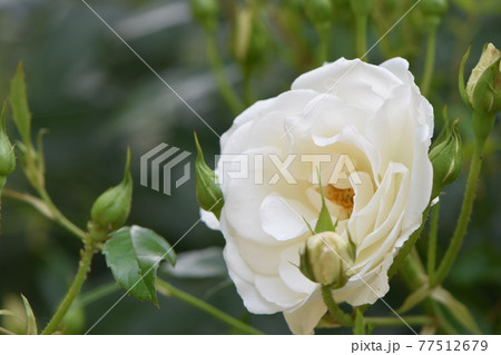 青空とともに咲き始めたかわいいバラの花 77512679