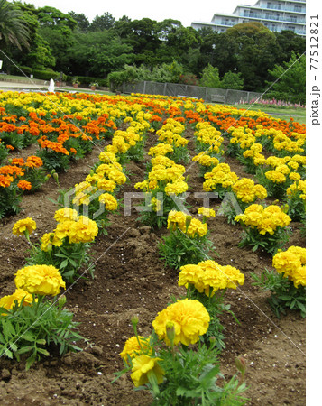 マリーゴルドのオレンジ色の花 マリーゴルドのオレンジ色の花 77512821